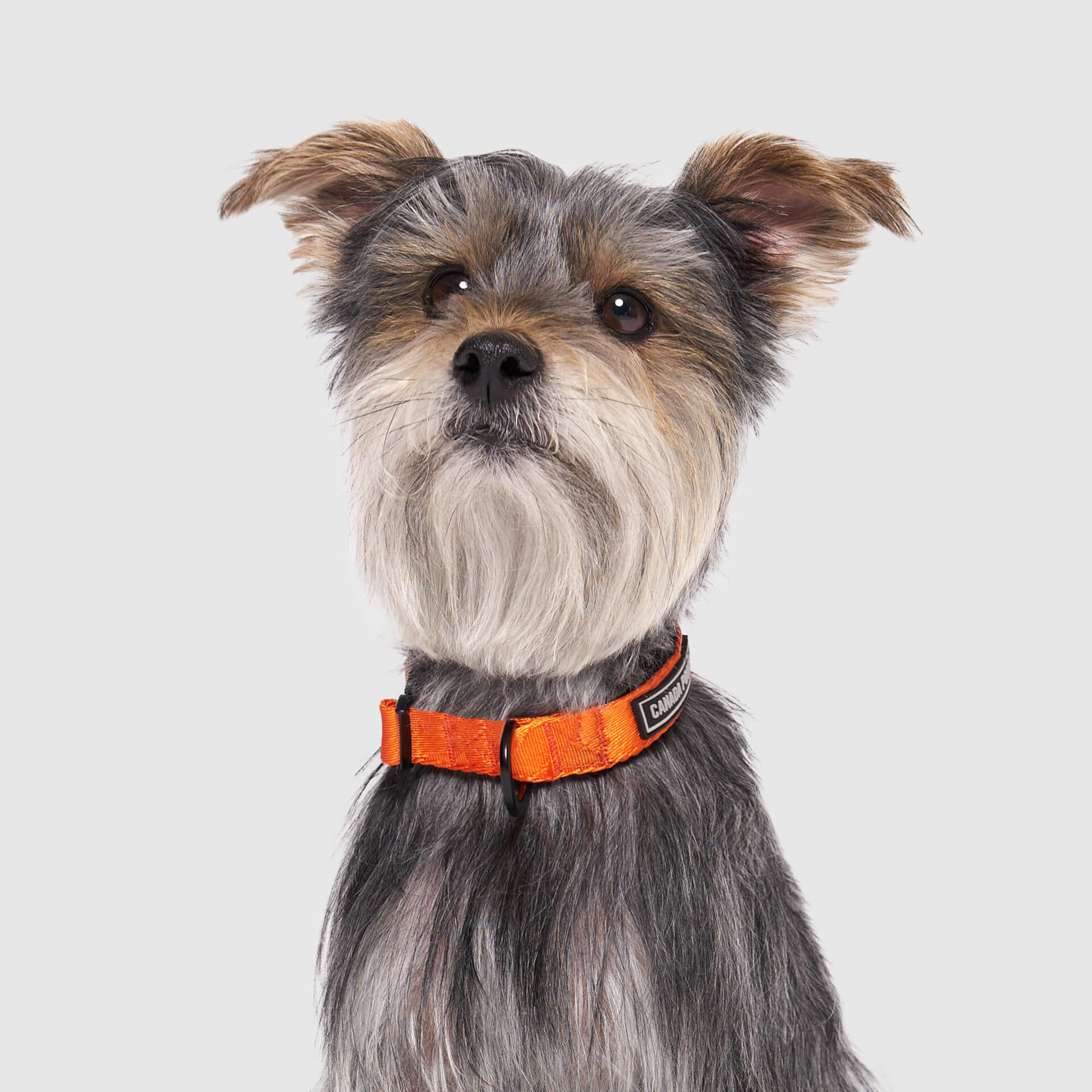 Utility Collar